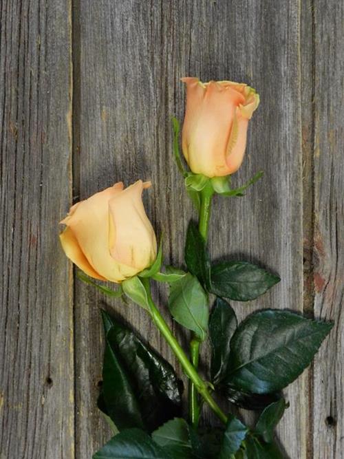 CUMBIA  PEACH ROSES